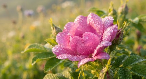 Macro photography of blooming wild Alpine rose petals covered with crystalline morning dew drops, soft warm sunlight, organic botanical study aesthetic.
